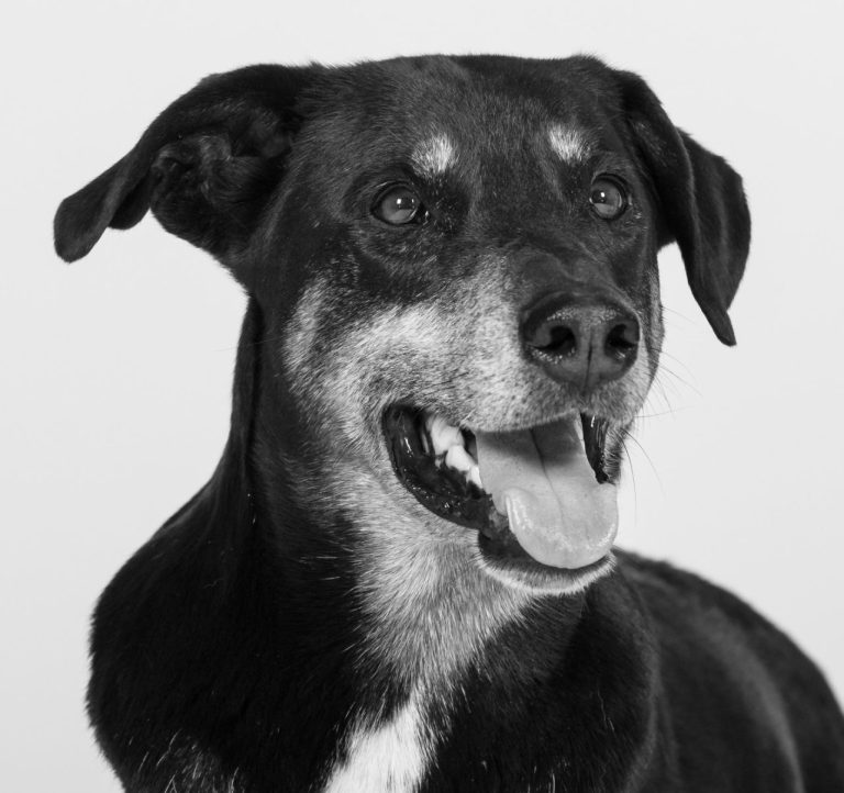 https://wp.hsf-ratingen.de/wp-content/uploads/2025/10/Laika.jpg